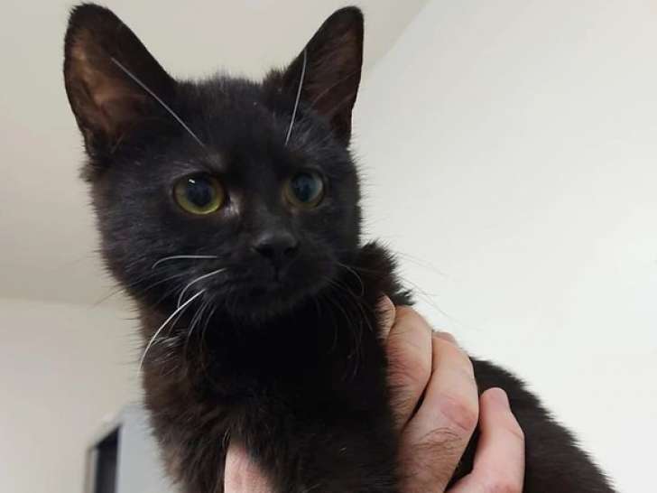 Chaton noir à céder