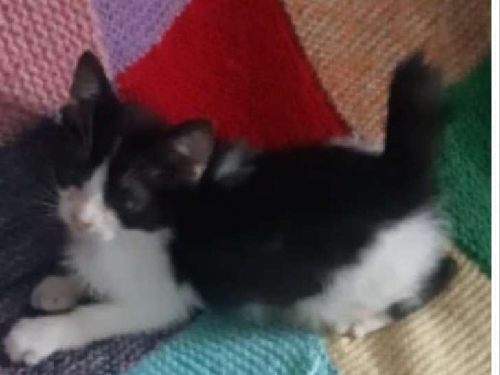 À adopter : chaton noir et blanc