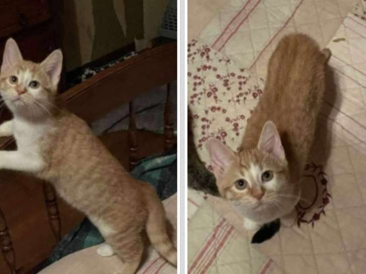 À céder : chatonne de 4 mois