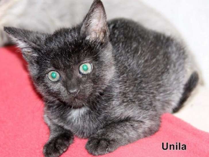 À offrir : chaton femelle noir et blanc