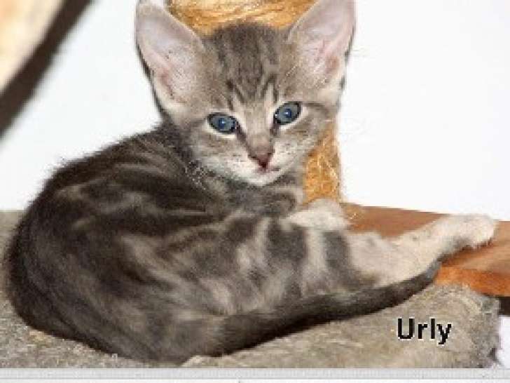 À donner : chaton tigré gris