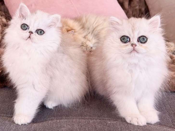 À vendre : deux chatons Persans Chinchilla LOOF