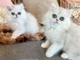 À vendre : deux chatons Persans Chinchilla LOOF
