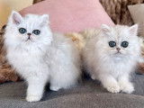 À vendre : deux chatons Persans Chinchilla LOOF