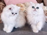 À vendre : deux chatons Persans Chinchilla LOOF