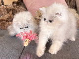 À vendre : deux chatons Persans Chinchilla LOOF