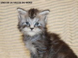 Deux chatons Maine Coons black tabby LOOF à réserver
