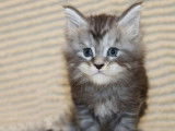 Deux chatons Maine Coons black tabby LOOF à réserver