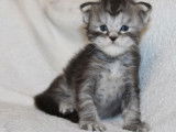 Deux chatons Maine Coons black tabby LOOF à réserver