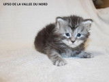 Deux chatons Maine Coons black tabby LOOF à réserver