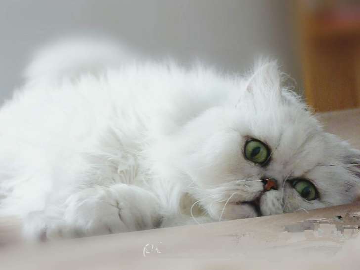 Adorable chat Persan aux yeux émeraude à vendre