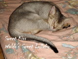 Adorable femelle retraitée Abyssin à vendre
