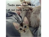 Adorable femelle retraitée Abyssin à vendre