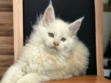 À réserver : trois chatons Maine Coons LOOF