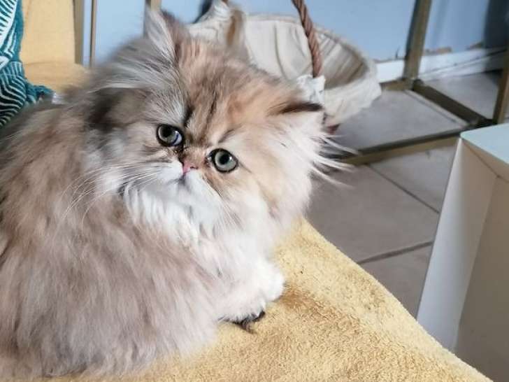 À vendre : une chatonne Persan LOOF, de juin 2023