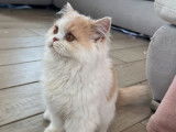 Chaton British Shorthair LOOF crème et blanc disponible à la vente