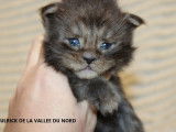 6 chatons Maine Coons LOOF à la réservation