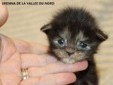 6 chatons Maine Coons LOOF à la réservation