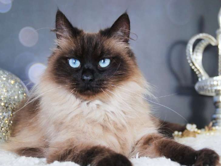 À vendre : une chatte Sibérienne de 4 ans blue tortie et blanc LOOF