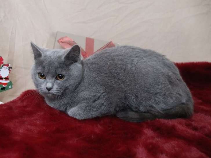 Une chatonne Chartreux disponible à la vente