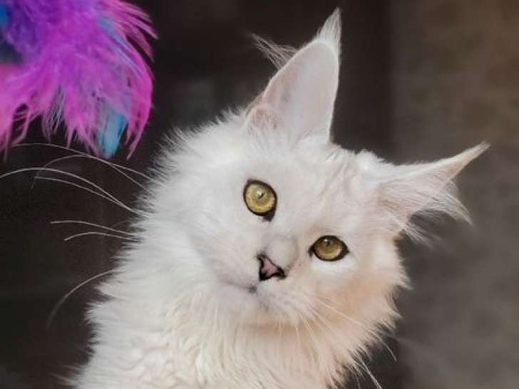 Un chaton Maine Coon chinchilla LOOF disponible à la vente
