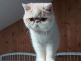 Un chaton Exotic Shorthair LOOF de couleur cr&egrave;me disponible &agrave; l'achat