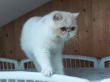 Un chaton Exotic Shorthair LOOF de couleur cr&egrave;me disponible &agrave; l'achat
