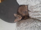 Chatte à donner