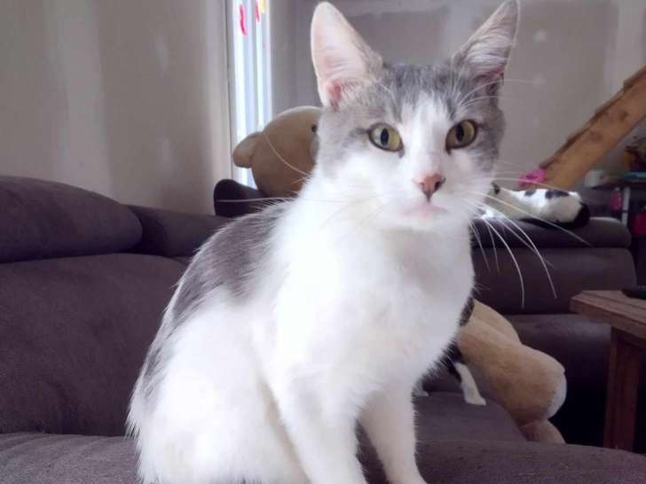 Chat gris et blanc à adopter