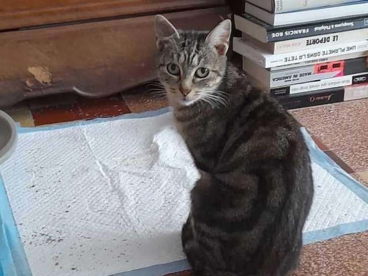 Chatte tigrée à donner