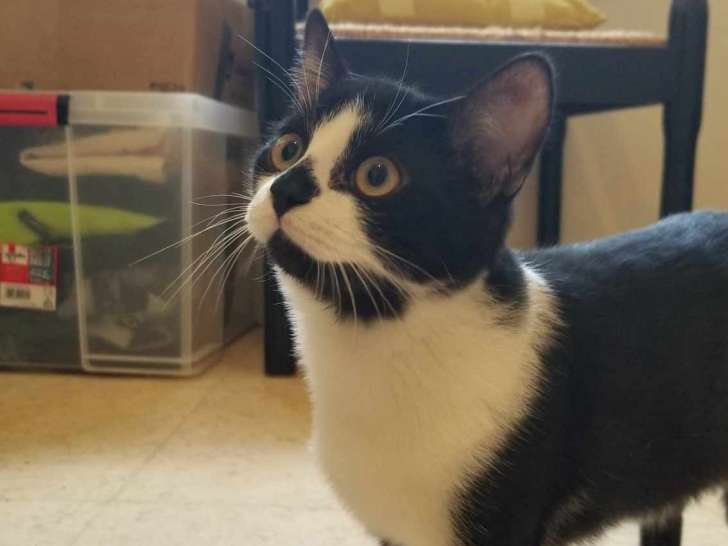 À donner : chaton mâle noir et blanc