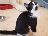 À donner : chaton mâle noir et blanc