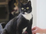 À donner : chatte de deux ans