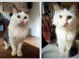 À céder : chat de 9 ans