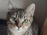 À octroyer : chaton tigré
