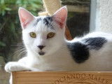 Chaton noir et blanc à octroyer