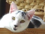 Chaton noir et blanc à octroyer