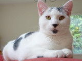 Chaton noir et blanc à octroyer