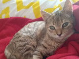 Prêt pour l'adoption, chatonne de 4 mois