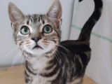 À adopter : chatonne tigrée