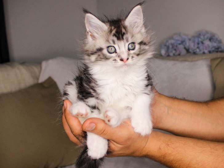 Chatons Maine Coon disponibles
