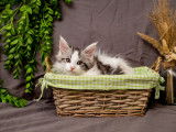Chatons Maine Coon disponibles