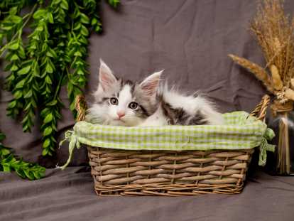 Chatons Maine Coon disponibles