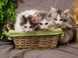 Chatons Maine Coon disponibles