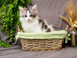 Chatons Maine Coon disponibles