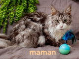 Chatons Maine Coon disponibles
