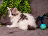 Chatons Maine Coon disponibles