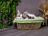 Chatons Maine Coon disponibles