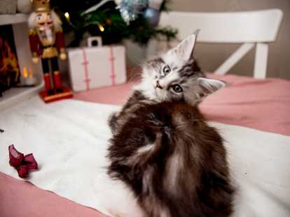 Chatons Maine Coon disponibles