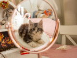 Chatons Maine Coon disponibles